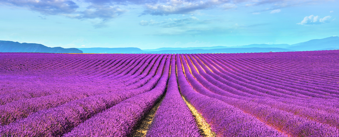 Color Story: Lilac, Lavender & More